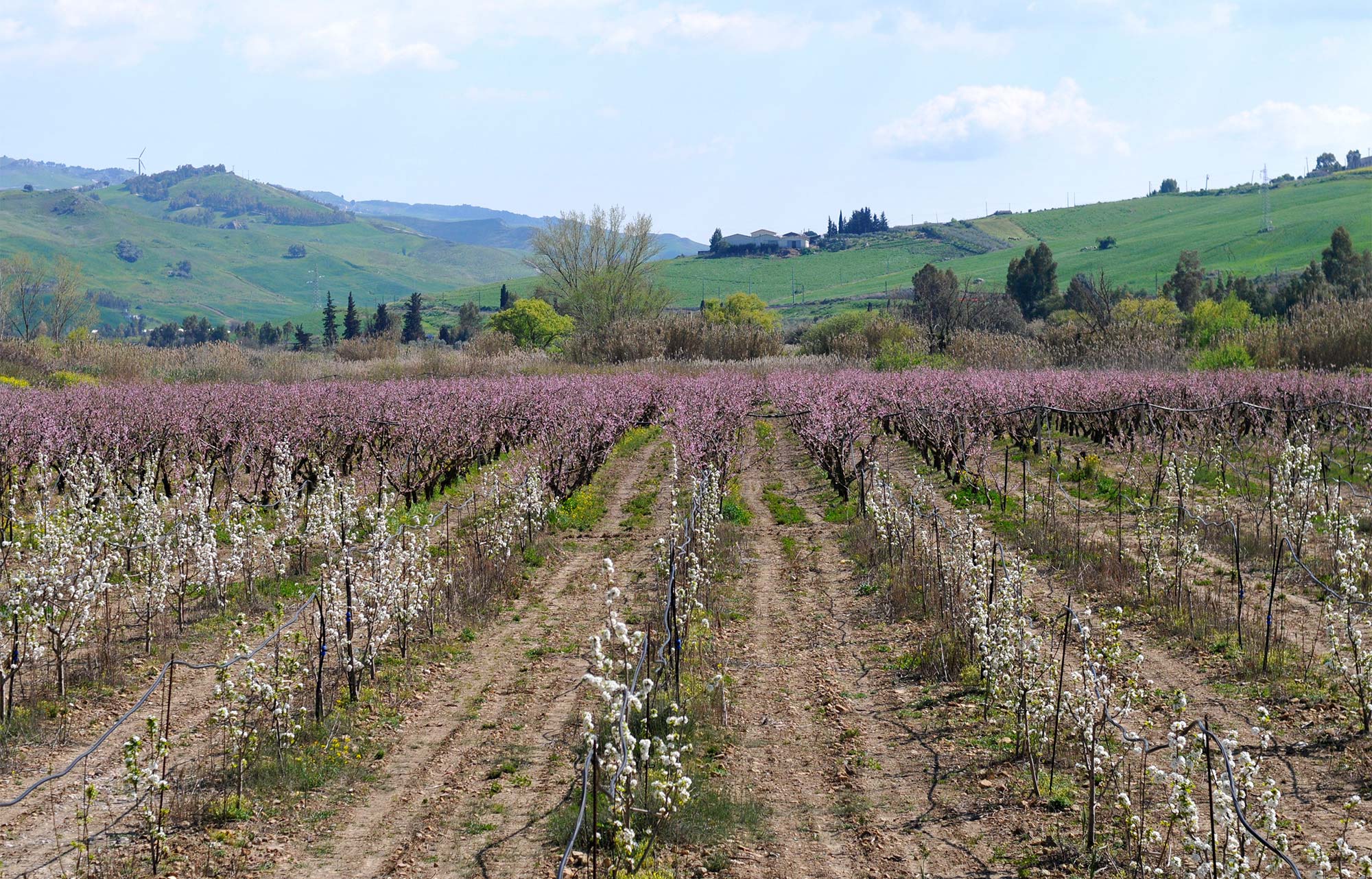 Il Frutteto - Fattoria Giambrone - Cammarata - Agrigento - Sicilia